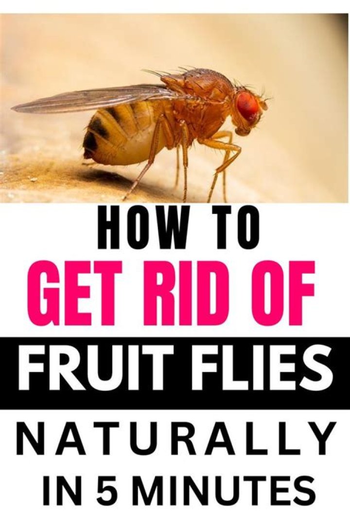 How do you solve fruit fly problems?