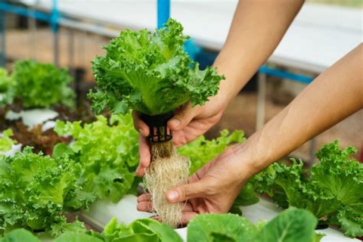 What pH should hydroponic vegetables be?